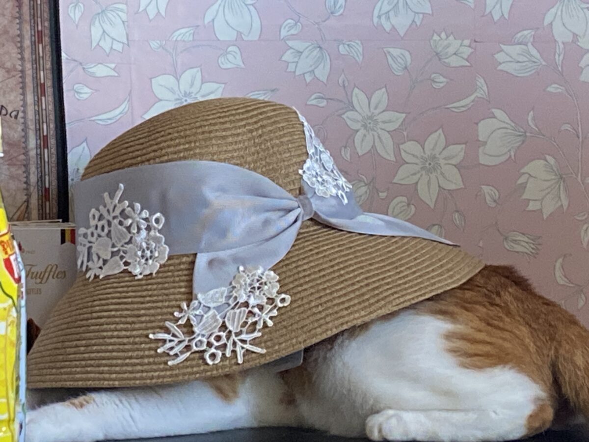 猫が気に入った帽子