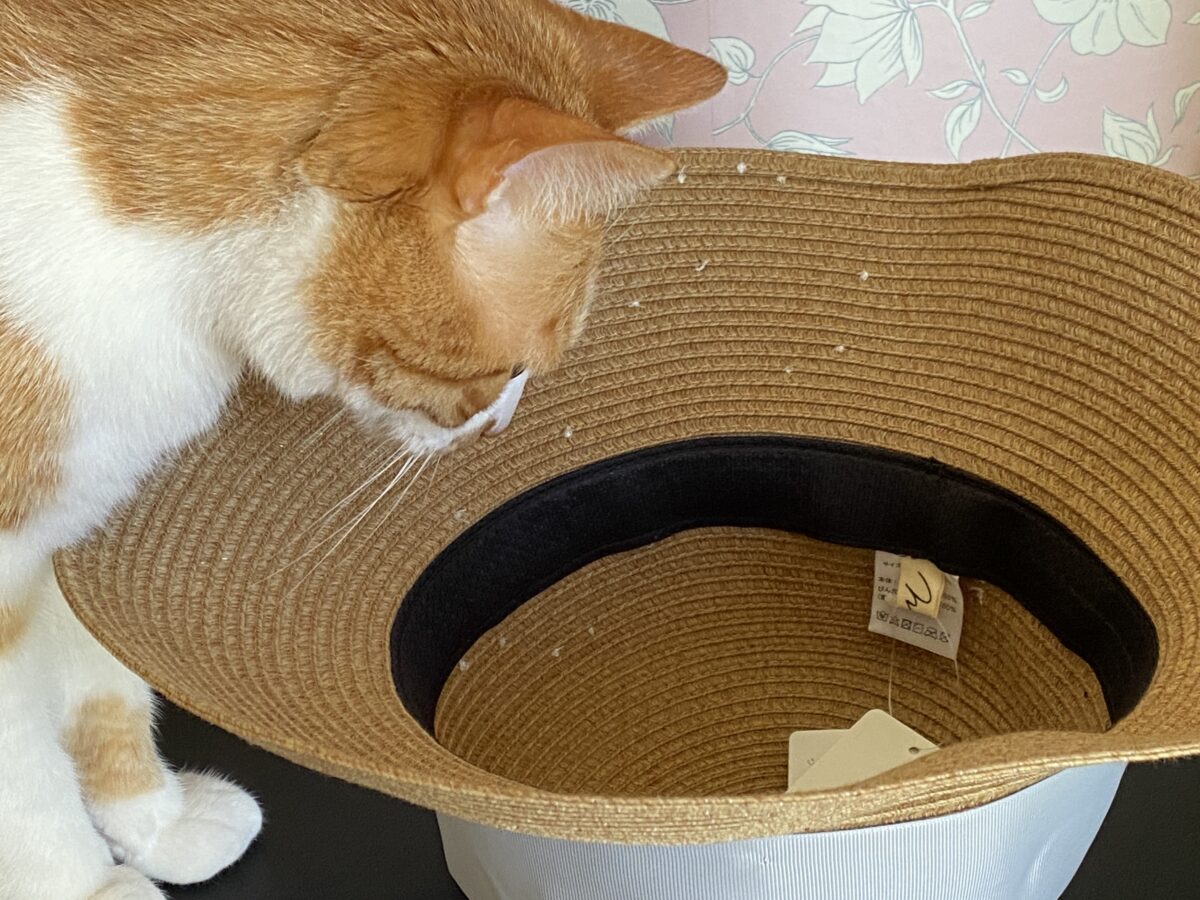 猫が大好きな帽子