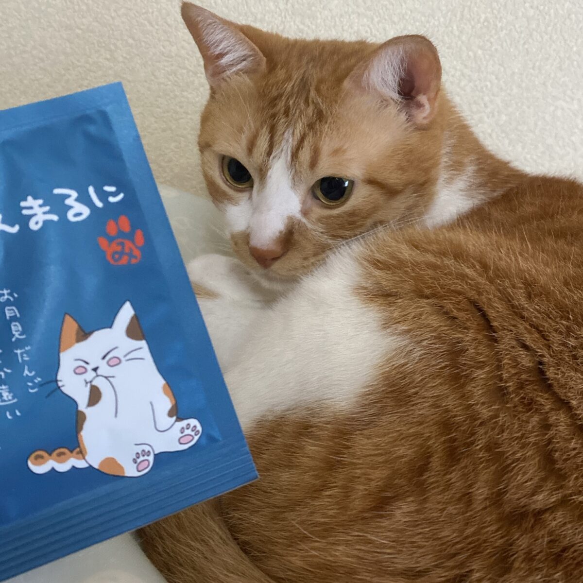 お茶屋の看板猫みたらしちゃんとうちの愛猫みたらしくん