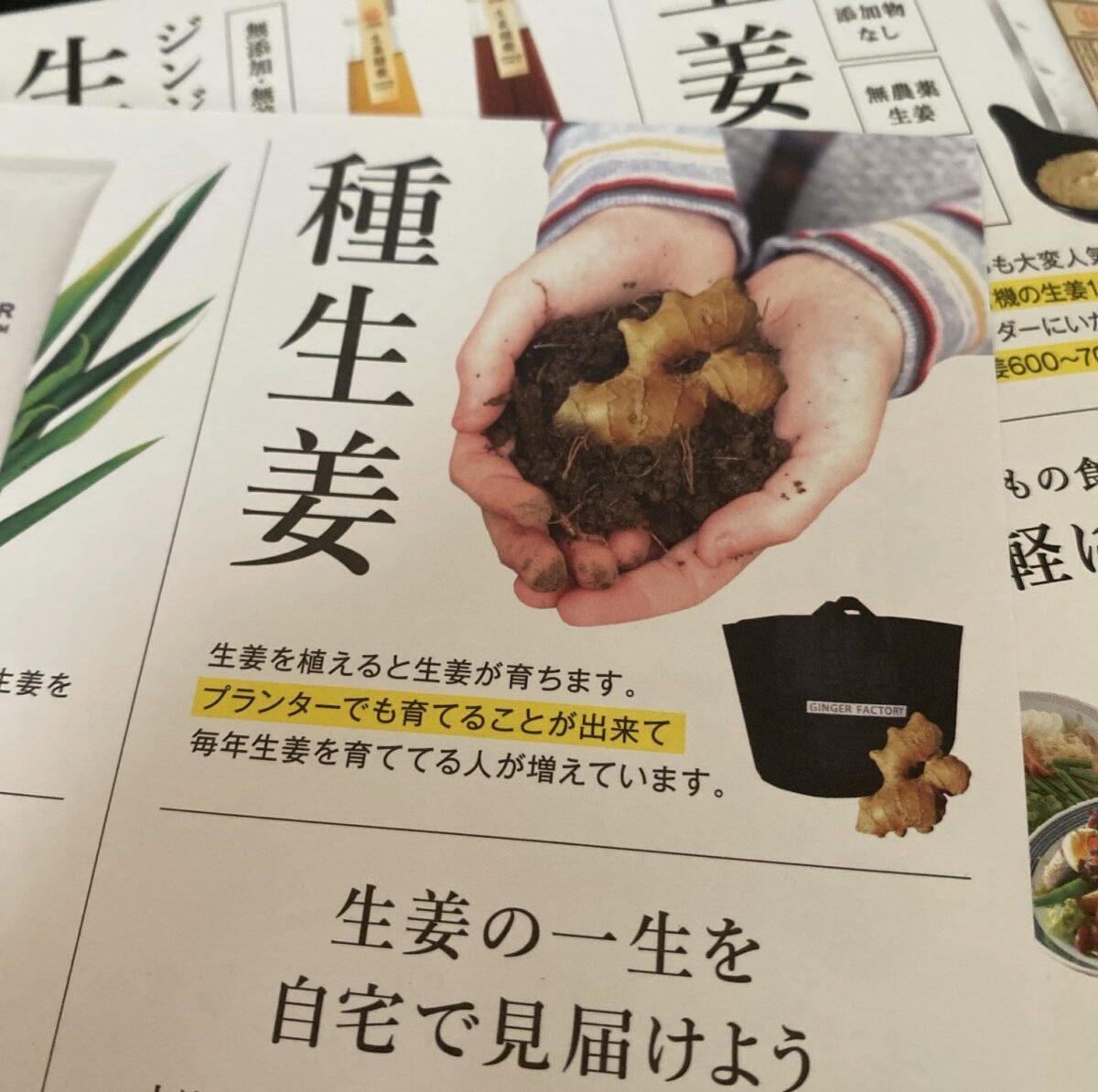 生姜栽培も可能？賞が福袋に入っていたショウガ
