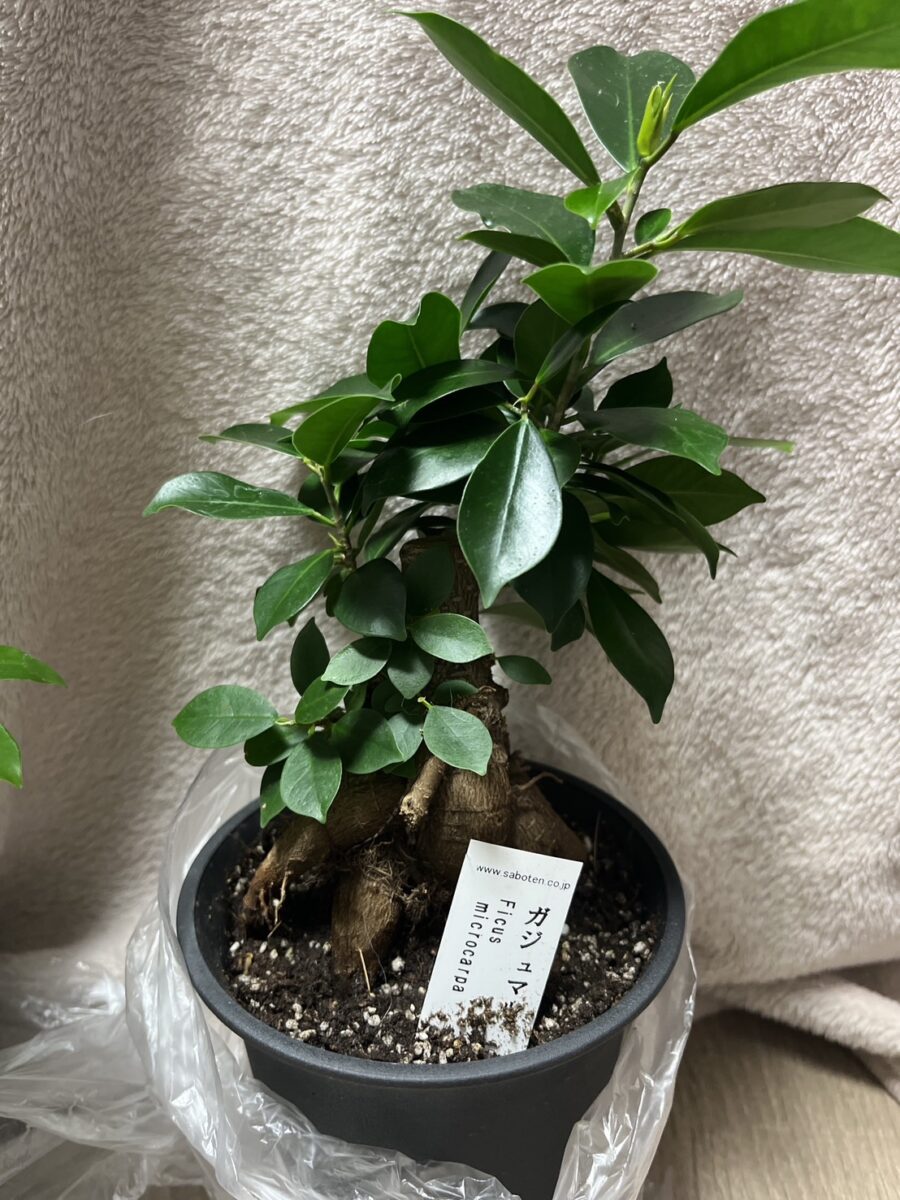 がじゅまるが福袋に入っていた