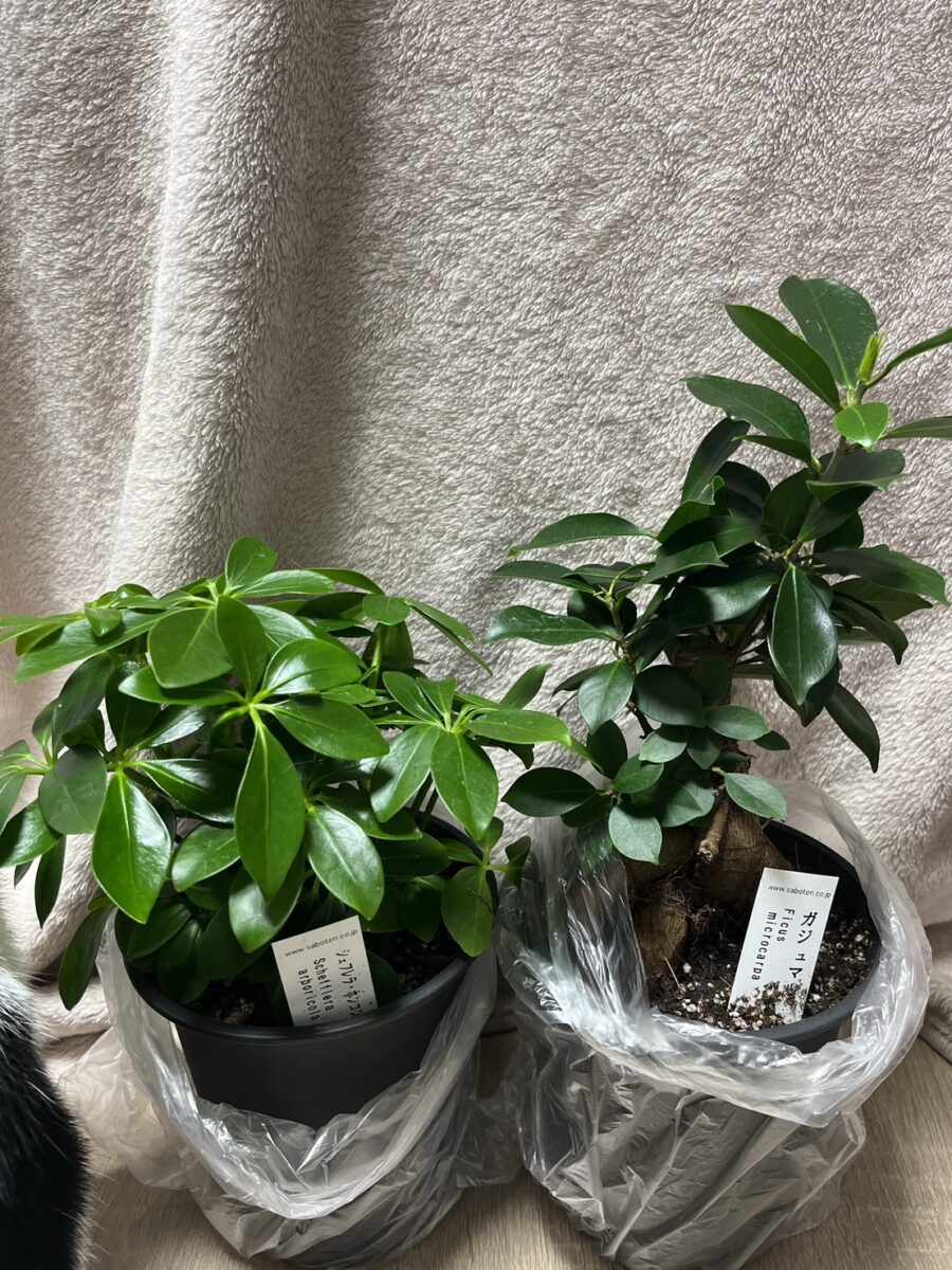 25年ブラックフライデー福袋で購入！イオン