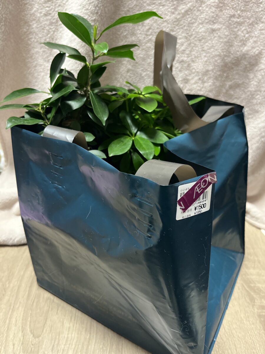 イオンのブラックフライデー福袋「観葉植物福袋」