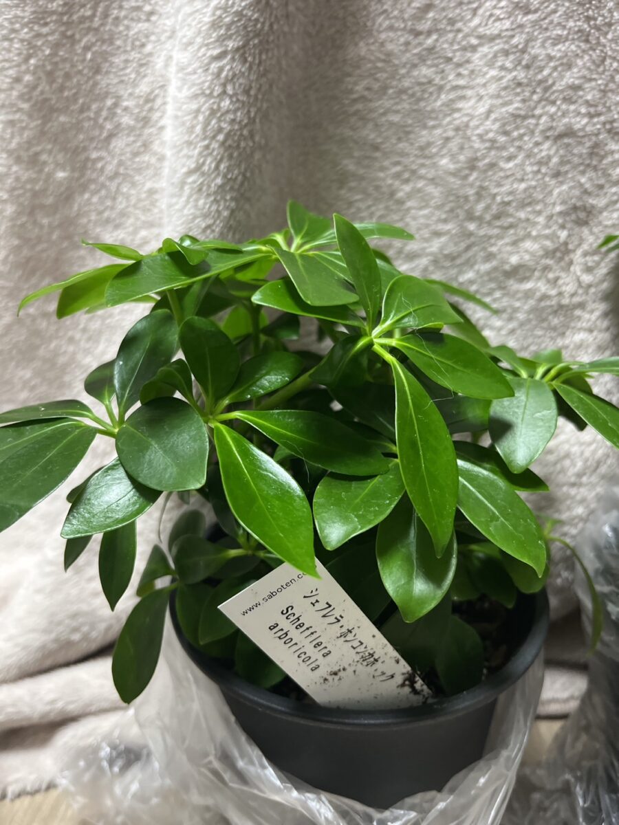 元気な観葉植物