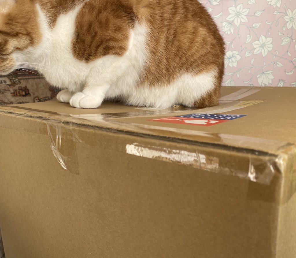 ゴロにゃん福袋2026の段ボールが届いたけど猫が邪魔して開封できない