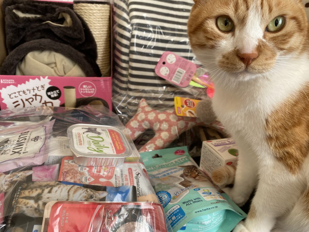 猫用品福袋開封していると必ず確認にくるみたらし猫