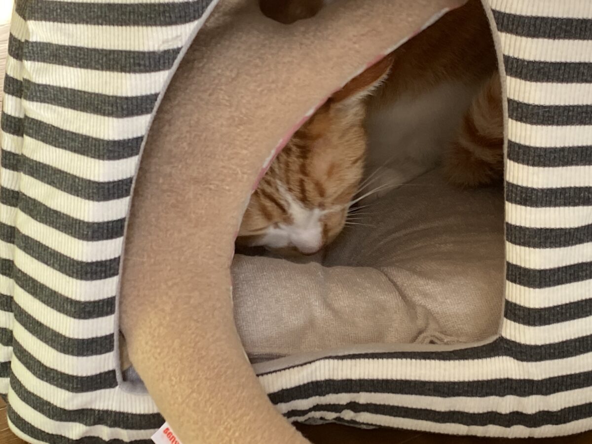 ゴロにゃん福袋に入っていた猫ハウスに入った