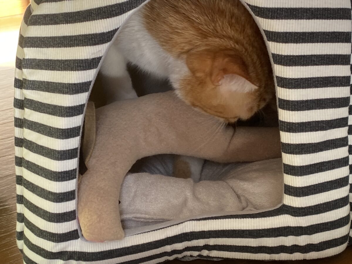 猫ハウスに持ち込むキッカー