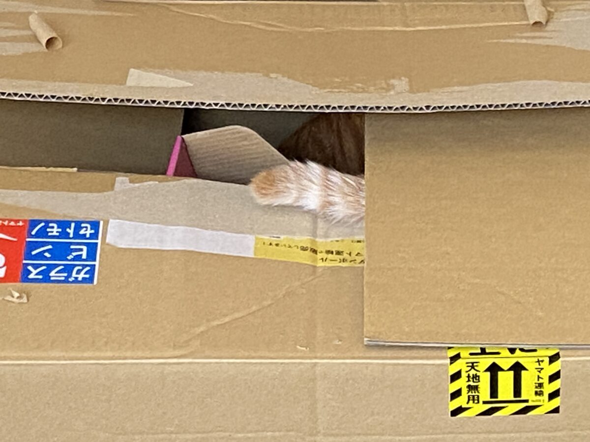 猫を魅了するゴロにゃんの段ボール