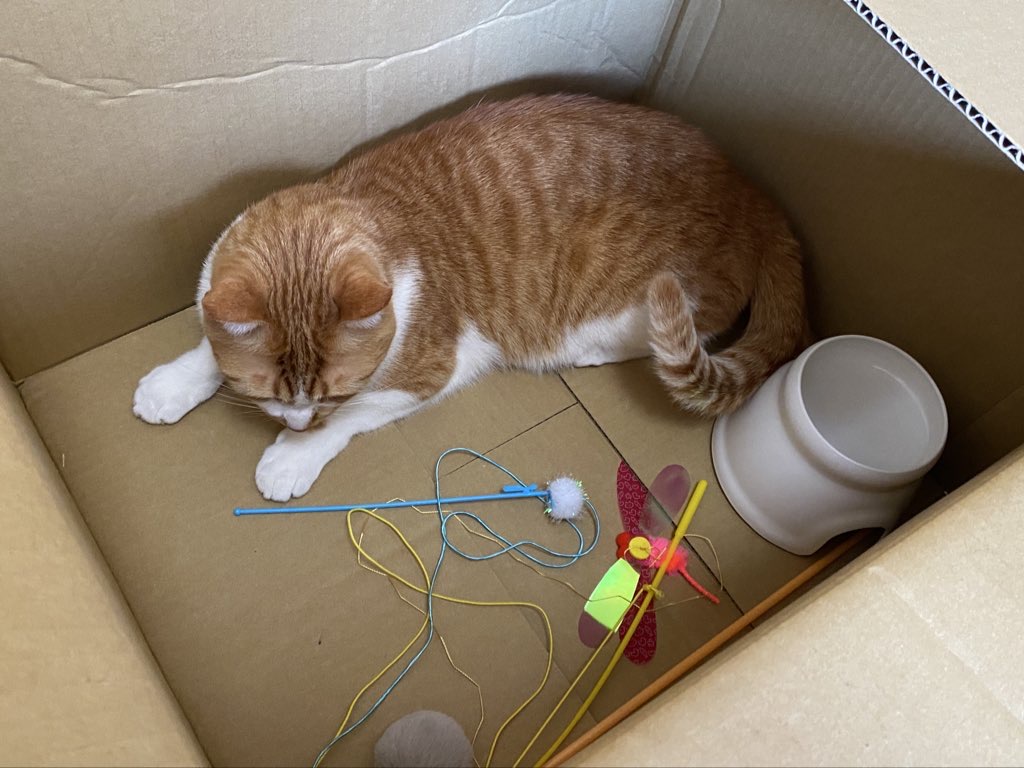 猫ハウスより反応がいい段ボール